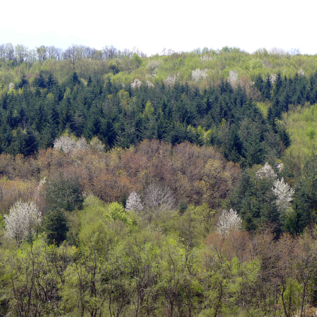 Kirschenwald